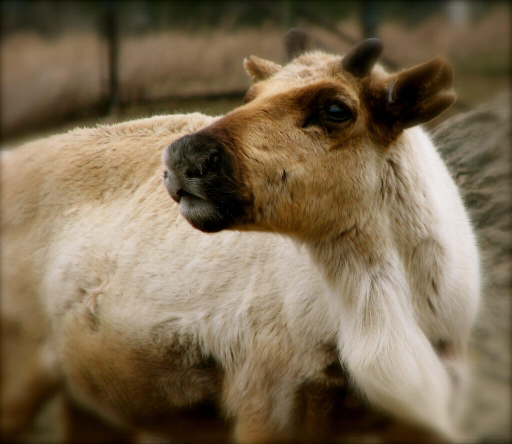 Reindeer