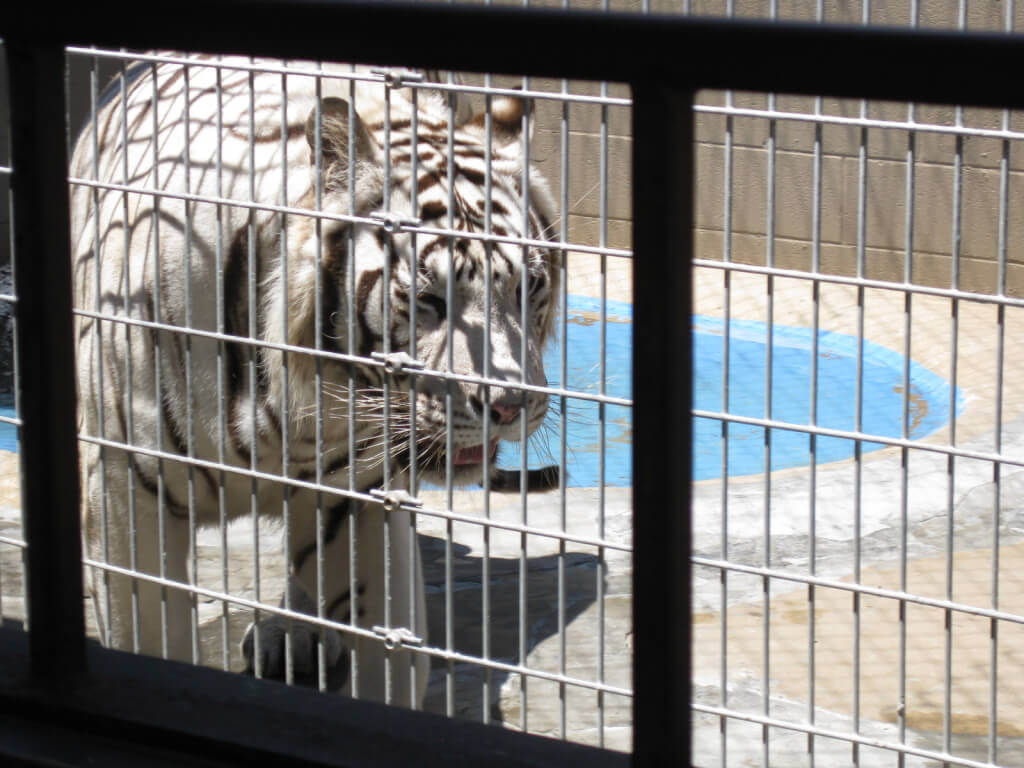 Siberian Tiger Enclosure