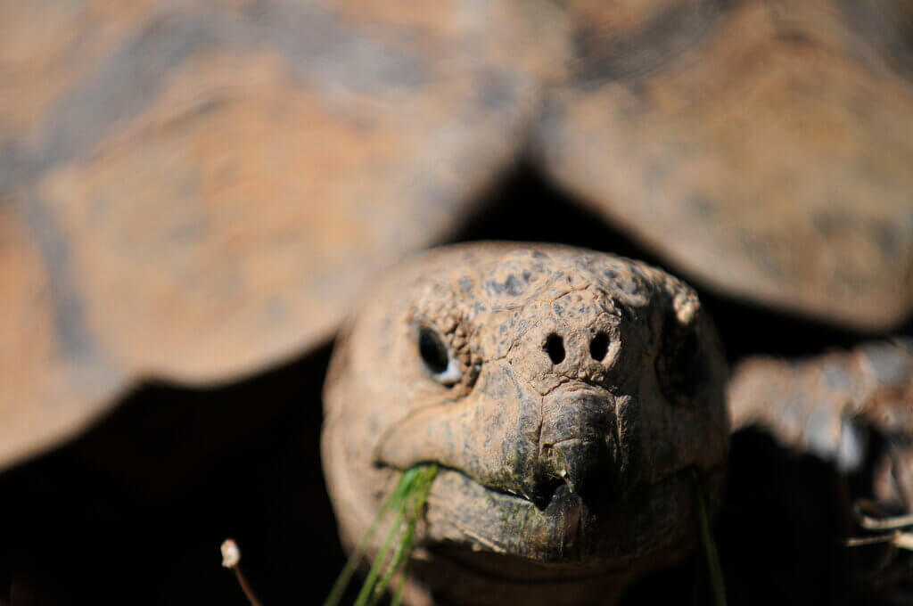 Dan Bilzerian Uses Tortoise as a Prop, Sparks Outrage