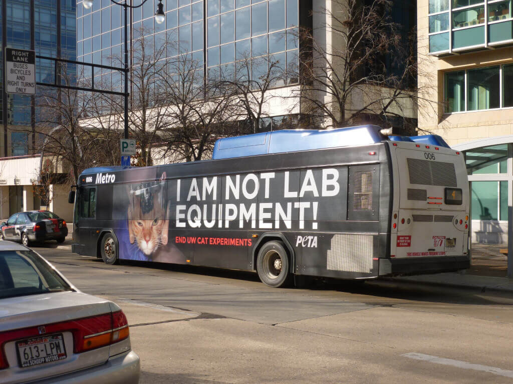 UW Madison Bus Cat Experiment