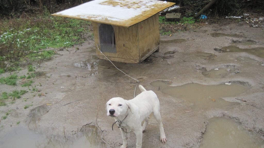 white pit bull standing in front of PETA dog house, which has snow on it