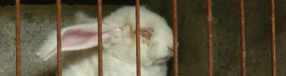 angora rabbit in cage