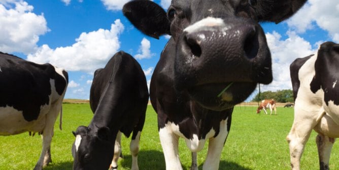 10 Things You Didn’t Know About Cows