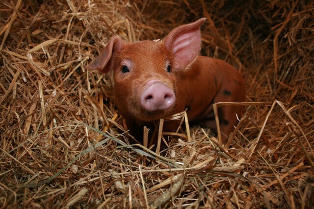 Cute Pig