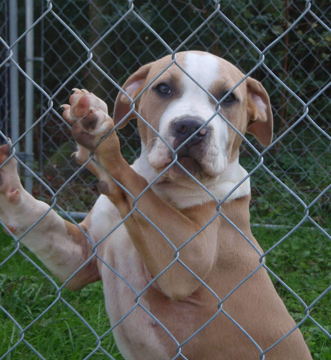 Euthanasia We Won t Run From What Needs To Be Done PETA
