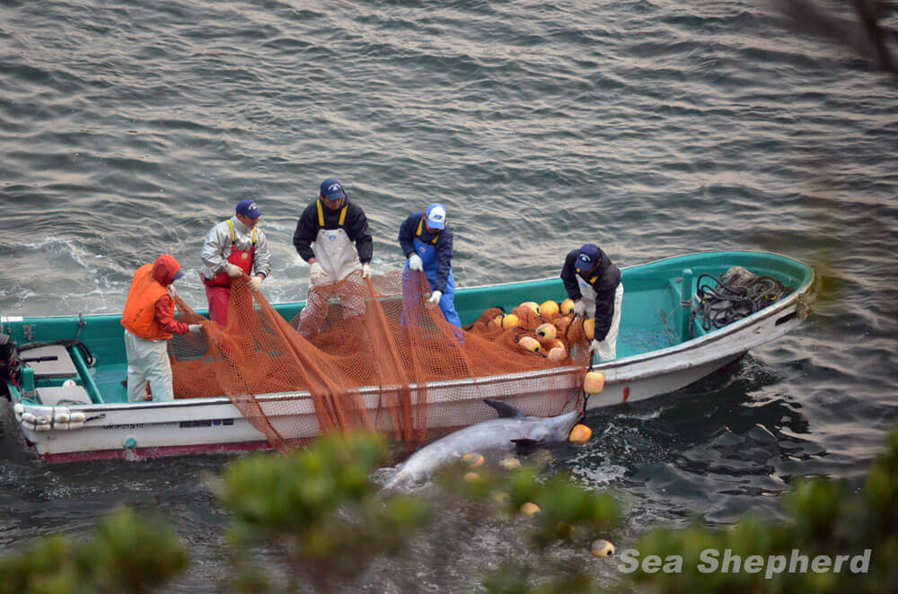 Killers remove a drowned dolphin from nets