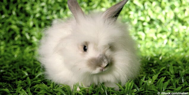 Angora rabbit on grass