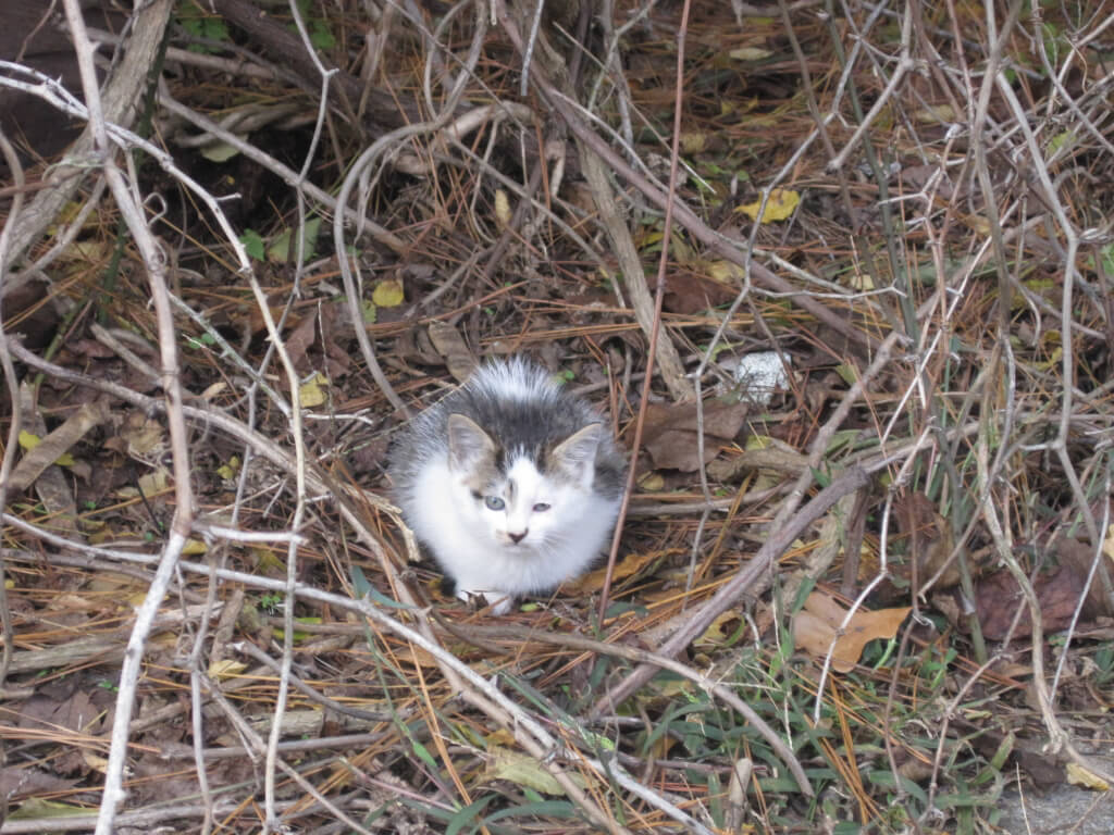 Feral Kitten in Hay