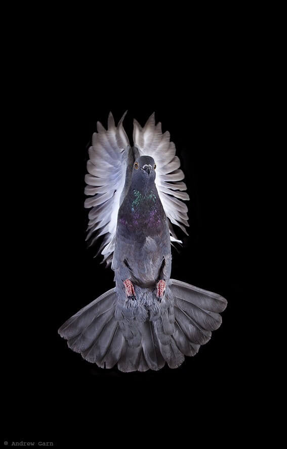 Gorgeous Pigeon Flying