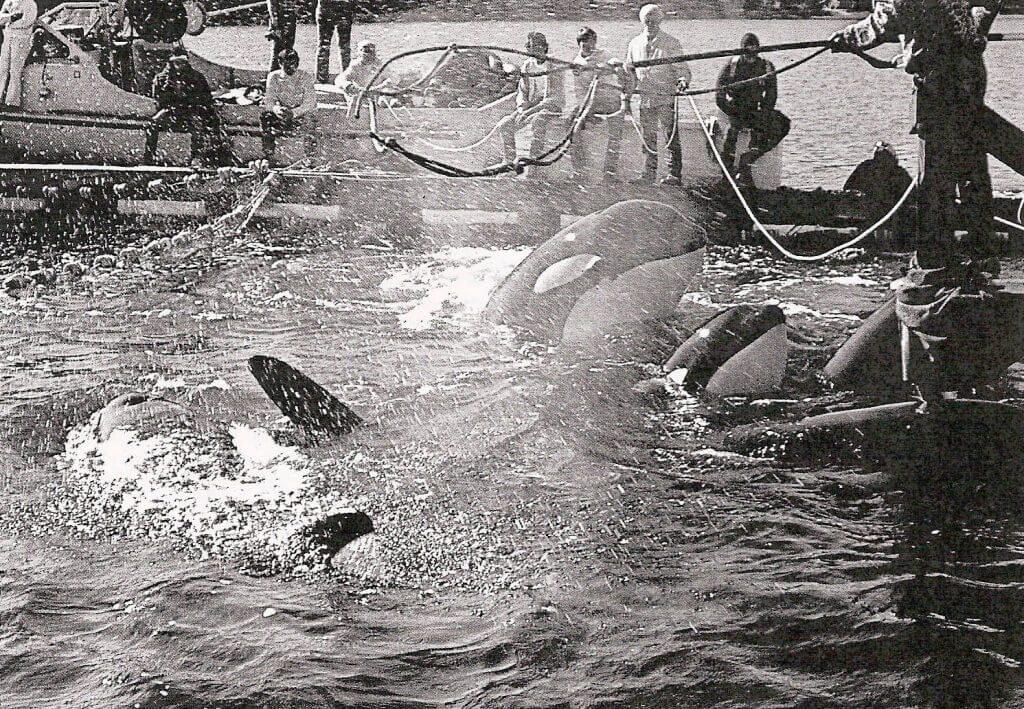 1971 Orca capture off the coast of Washington State (Lolita and Family)