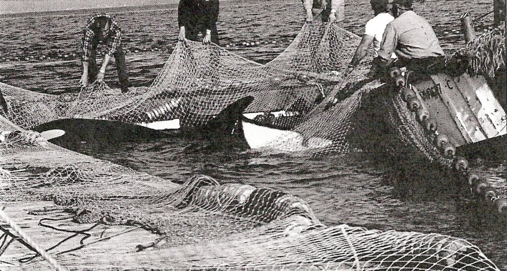 1971 Orca capture off the coast of Washington State (Lolita and Family)