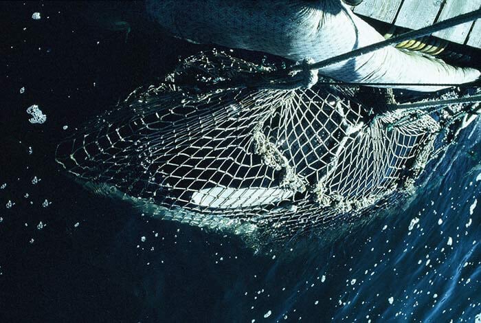 orca lolita captured in net