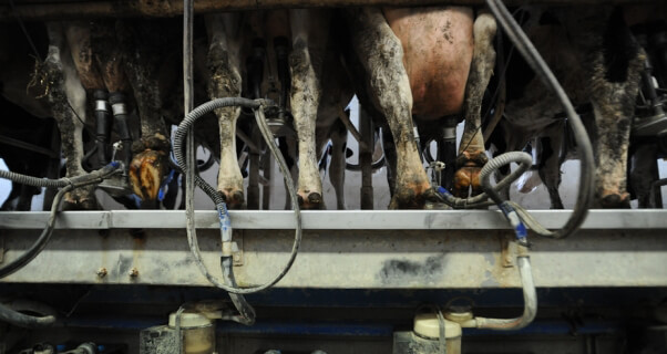 Milking Machines