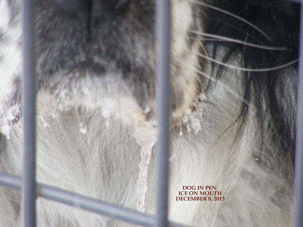 Nebraska Dog Freezing Icicles Close Up