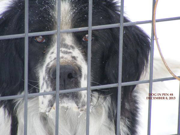 Nebraska Dog Freezing Icicles Face