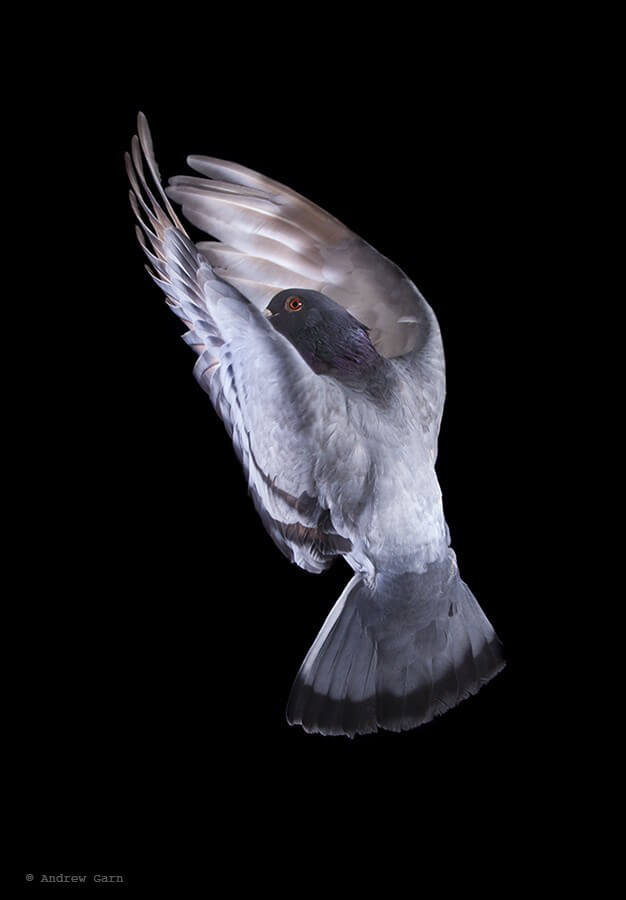 Pigeon Flying Andrew Garn