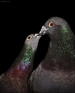 Pigeons Kissing Andrew Garn
