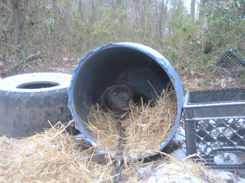 Pit Bull Dog Melissa Warm with Straw