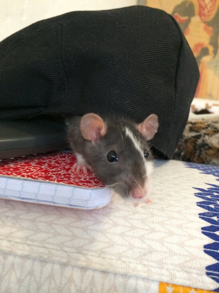 Ricky the Rat