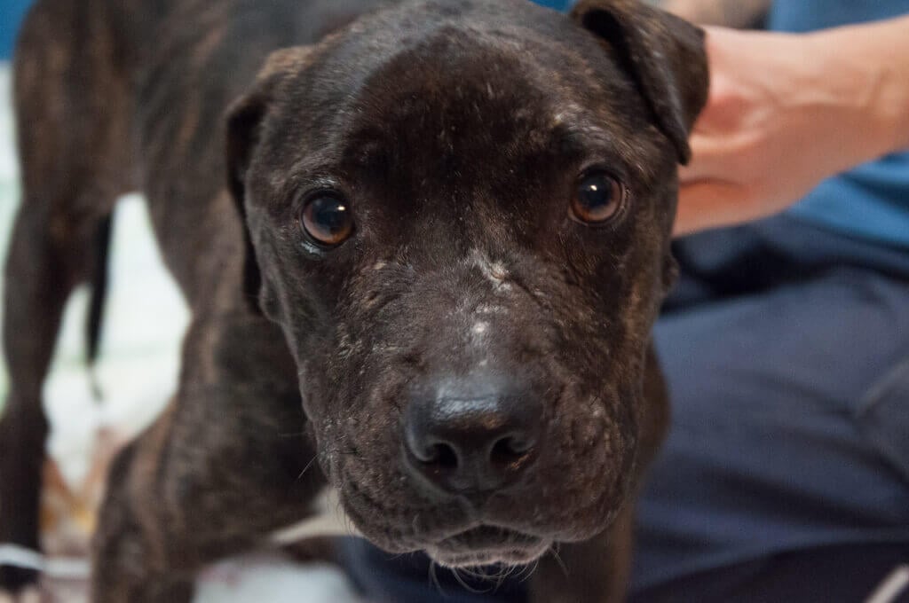 Sad Pit Bull Melissa with Face Scars