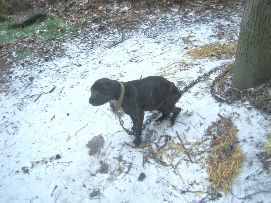 Starving Chained Pit Bull Melissa