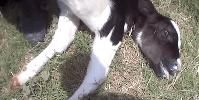 a calf in the dairy industry