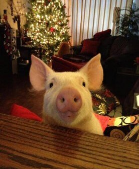 New Book Tells the Story of an Adopted ‘Mini’ Pig Who Grew to 600 Pounds of Pure Love
