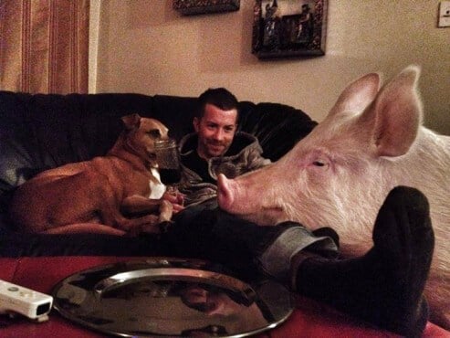 Esther the Pig on the Couch