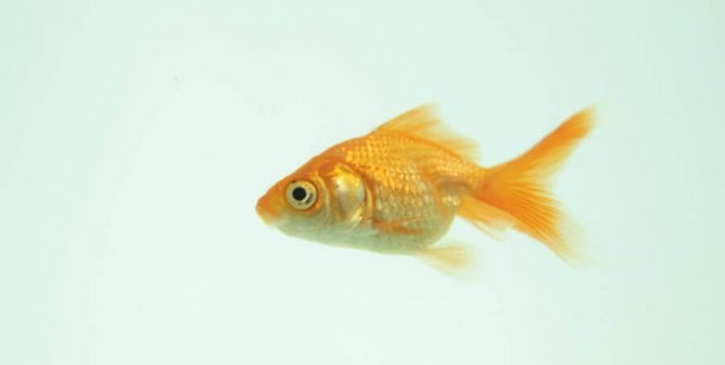 9 Reasons Why Fish Are Really Sad 'Pets' | PETA