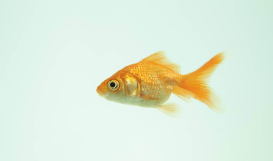 Pet Fish Facts For Kids, Aquarium Fish Care