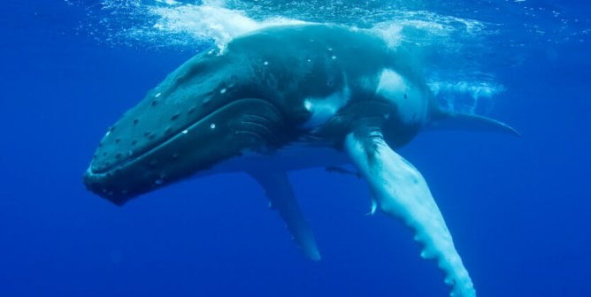 Humpback Whale