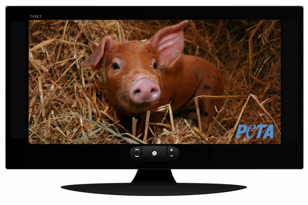 Pig on TV