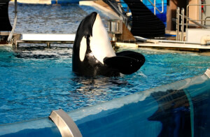 seaworld-tank-orca