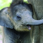 Happy Baby Asian Elephant