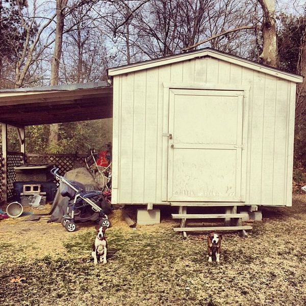Backyard dog puppies
