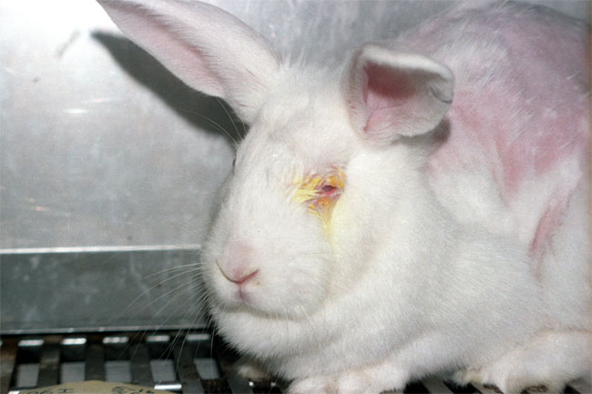 bunny animal tests