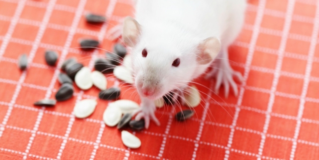 Small White Rat With Seeds