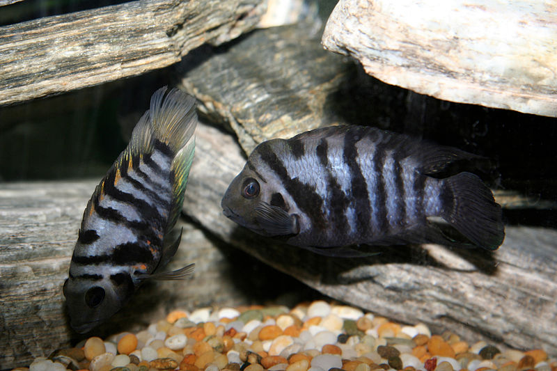 Fish in Aquarium