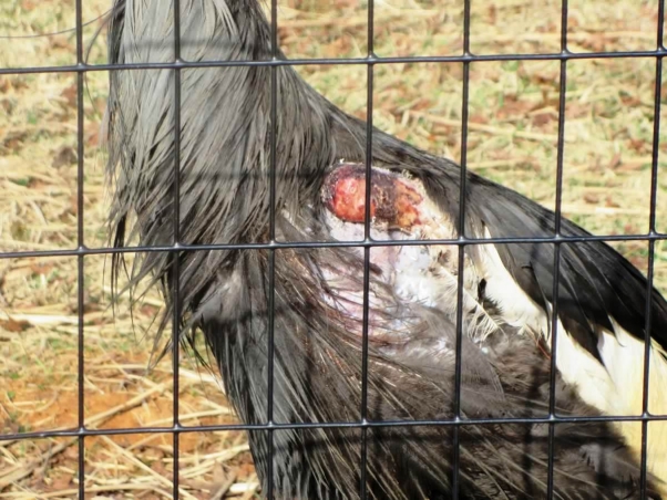 Crane with bloody wing at Lazy 5 Ranch