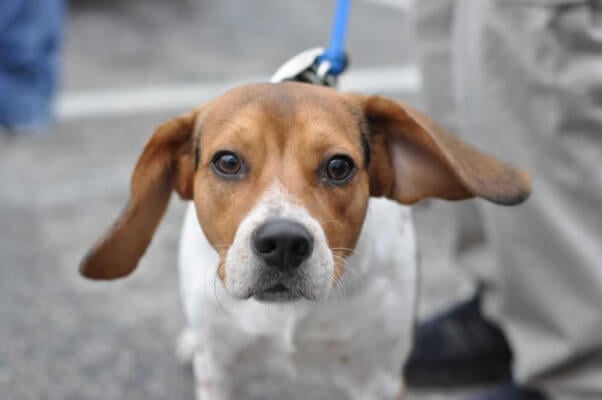 Cute Beagle Dog at PETA Spayathon 2014