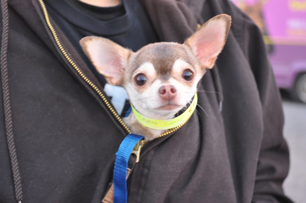 Cute Chihuahua Dog PETA Spayathon 2014