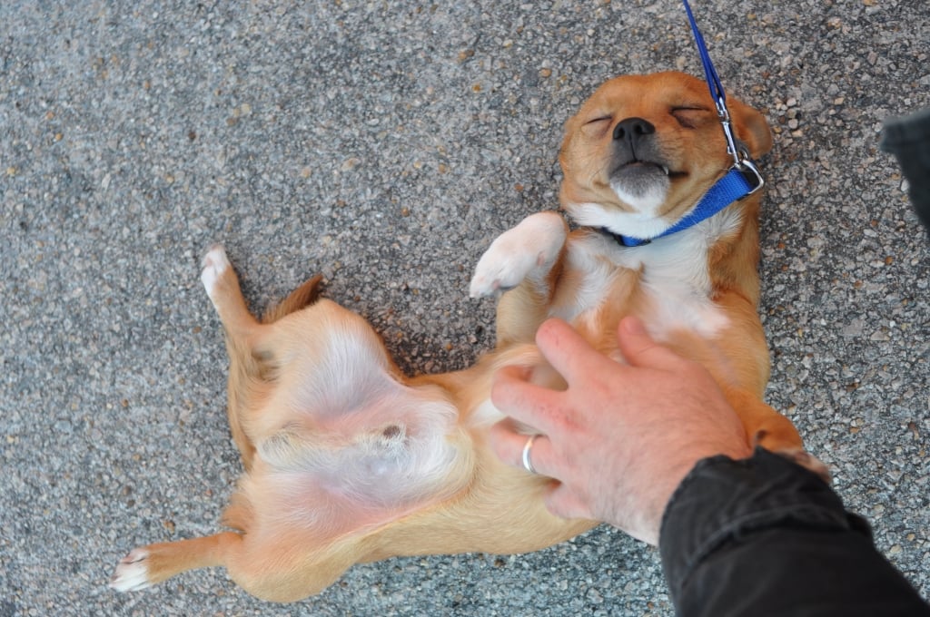 Cute Dog getting tummy rubs PETA Spayathon 2014