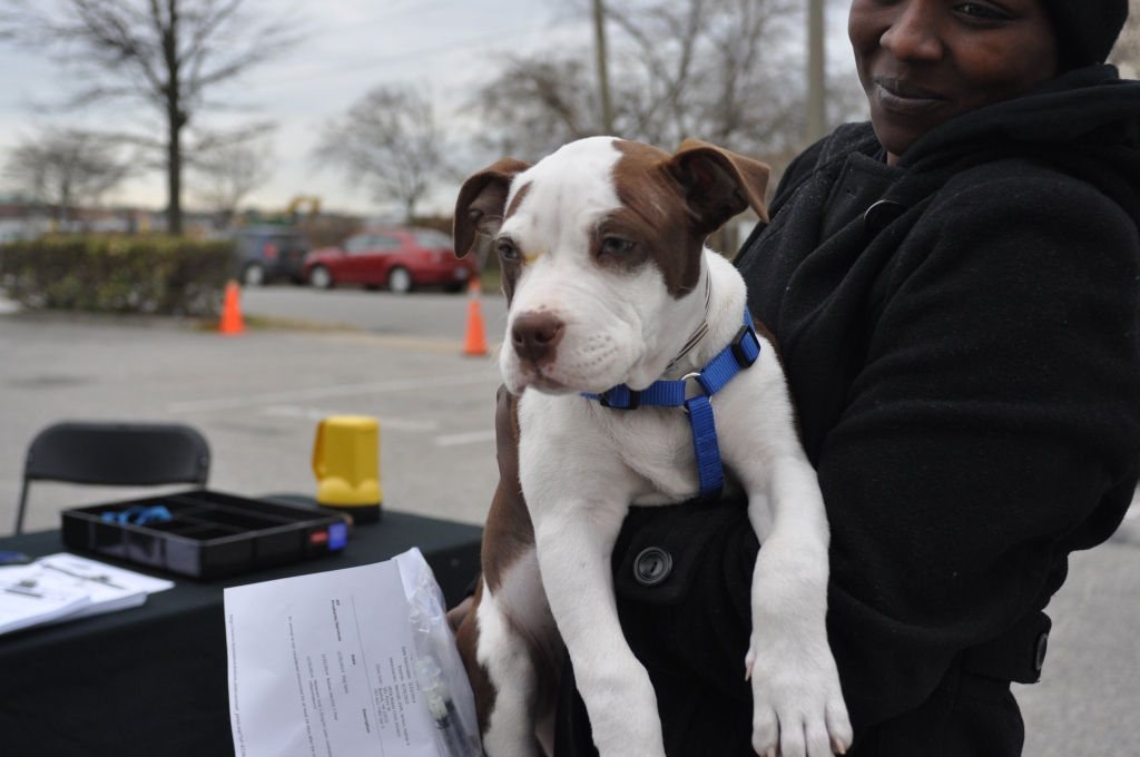 Cute PitBull Puppy Dog PETA Spayathon 2014