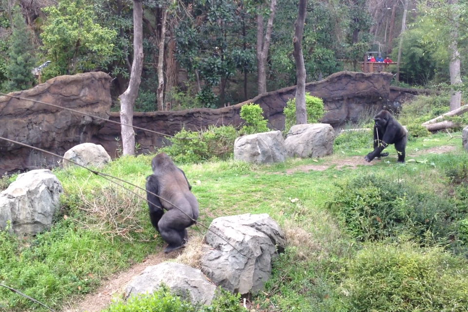 Dallas Zoo Gorillas