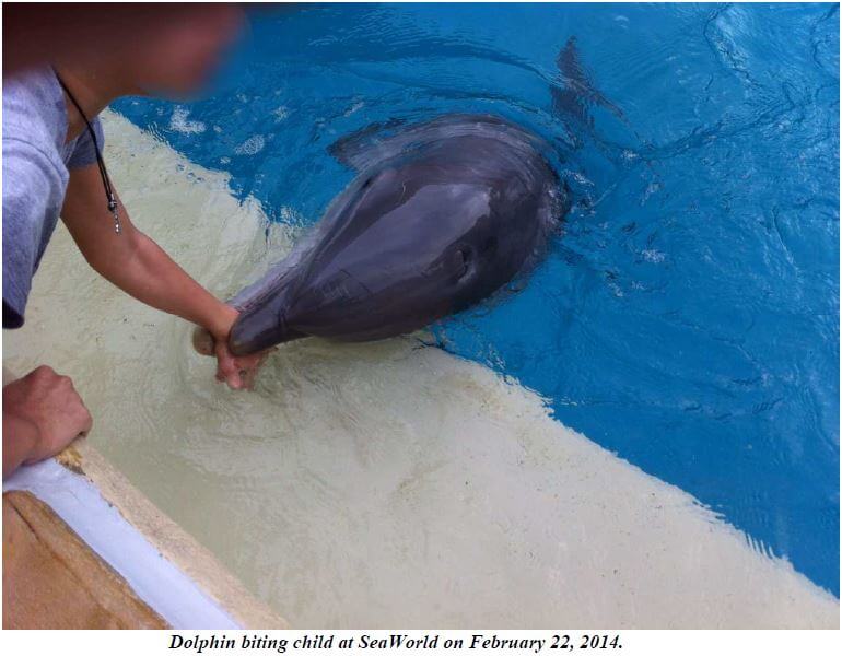 Dolphin Biting Girl at SeaWorld