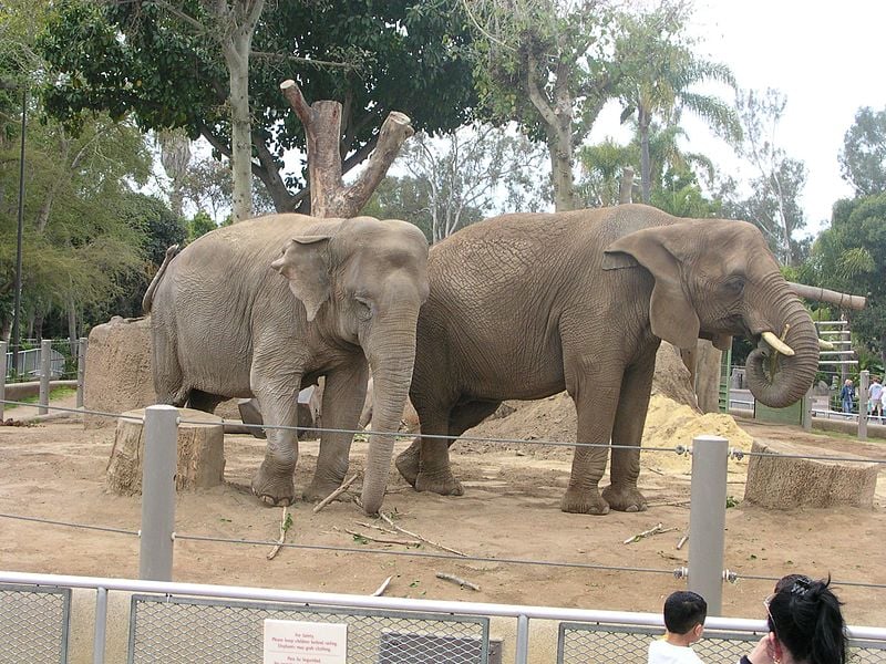 Elephants-San-Diego-Zoo