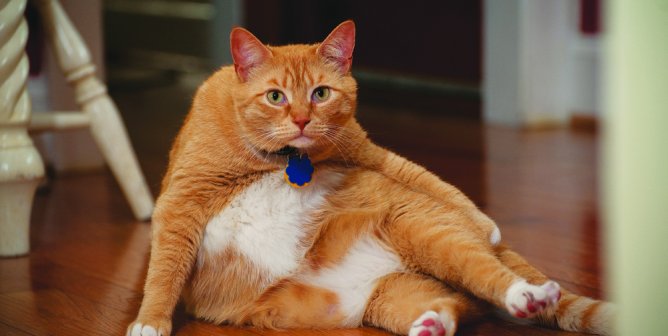 11 Ways to Prevent Your Favorite Feline From Becoming a Fat Cat