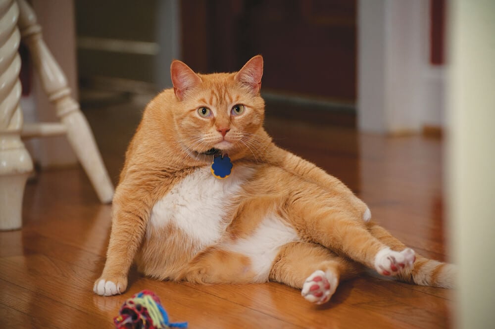 chubby orange cat