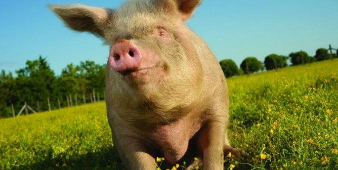 Vegan Starter Kit: HTML Version for Screen-Reading Software