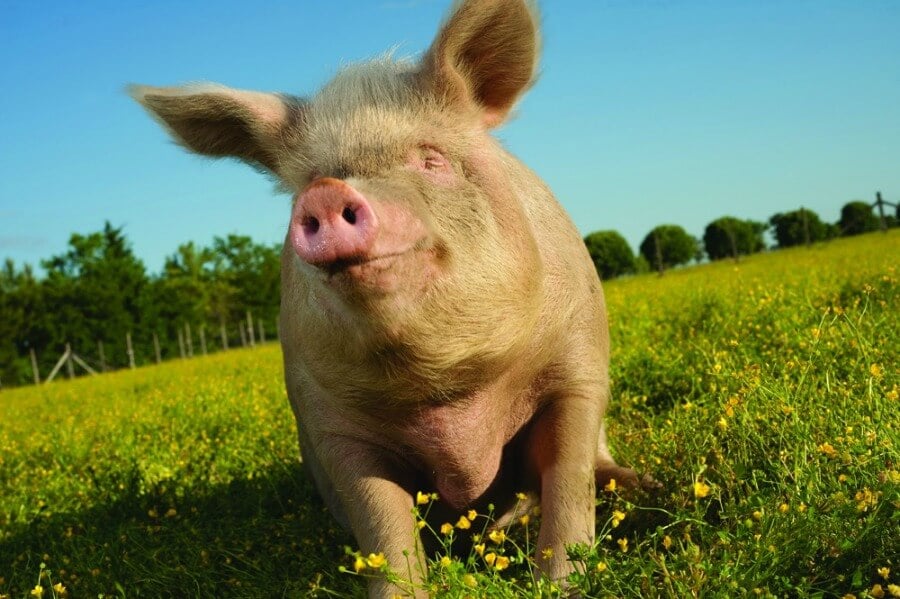 Happy Pig In Field